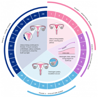 women menstrual cycle